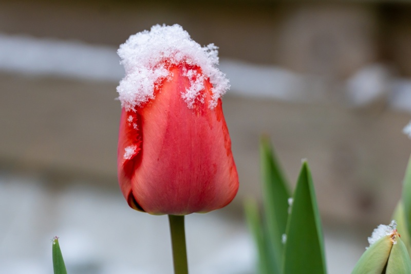 Tulp met sneeuw in de lente
