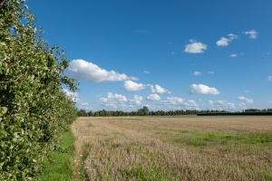 Landschap  (Borgloon)