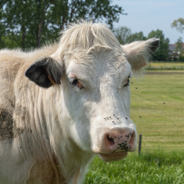 Charolais koe