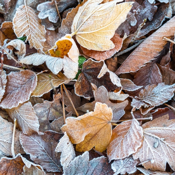 Bevroren herfstbladeren op de grond