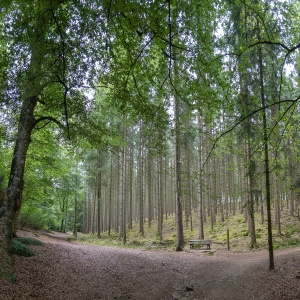 Hoge bomen Herresbach (Ardennen)