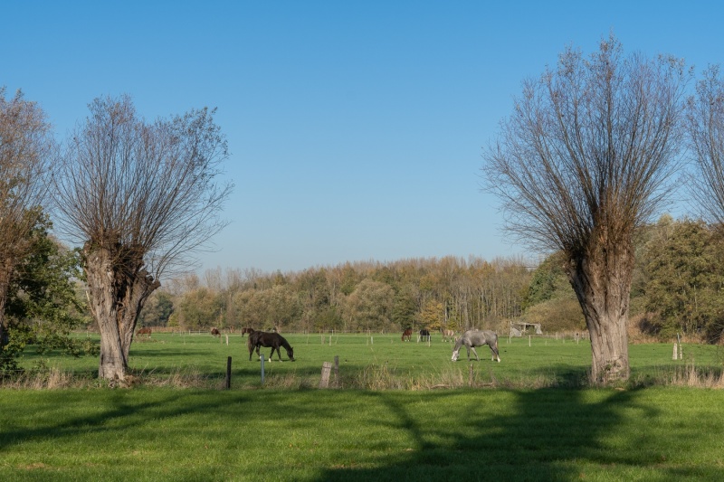 Paarden in het Vrijbroekpark