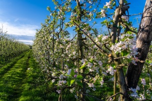 Appelboomgaard