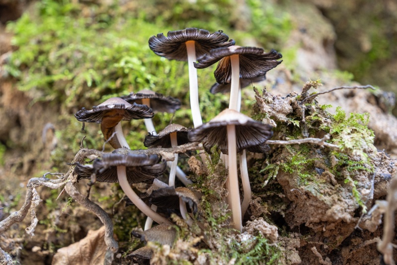 Zwarte paddenstoelen
