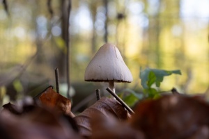 Puntig kaalkopje paddenstoel