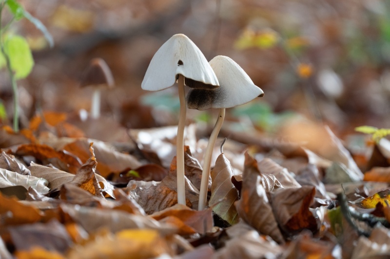 Witte paddenstoelen